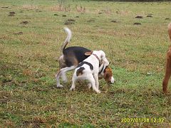 2007-01-06.07_rusalka_beagle (Large)